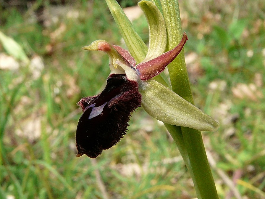 Ophrys promontorii